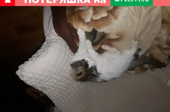 Найдена домашняя кошка на ул. Степана Халтурина