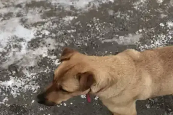 Найдена собака возле гимназии №16, помогите найти хозяина!