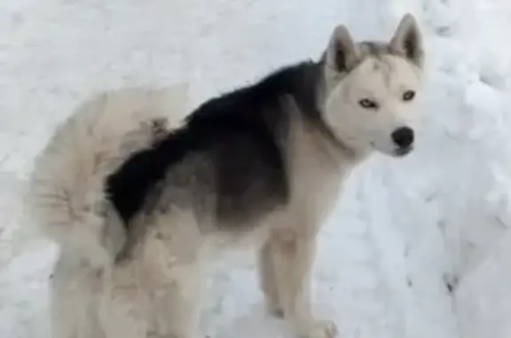 Собака Хаски найдена в Тюмени на ул. Олега Антонова, 8