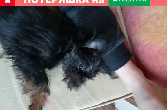 Пропала маленькая чёрная собачка в Новосибирске