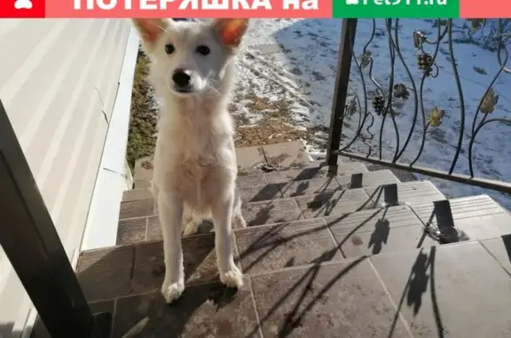 Найдена собака в Денисьево, Можайского района