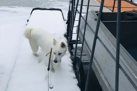 Пропала собака в Воронеже на ул. Казакова!