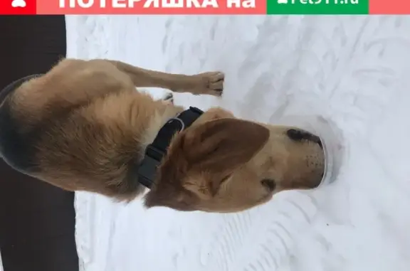 Собака ищет хозяина: адрес в Щёлково, село Трубино, 103