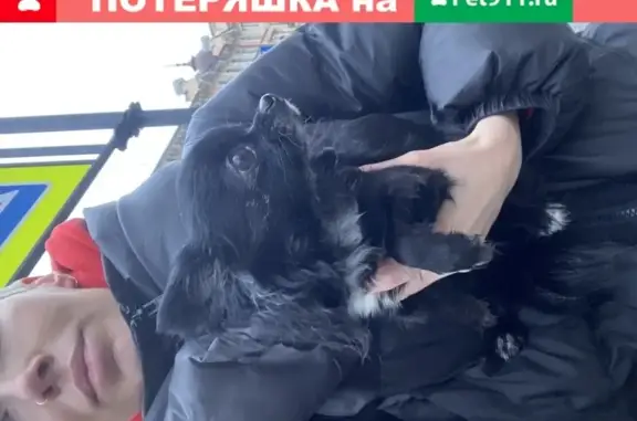 Собака найдена на Большом Пооспекте, Петроградка, СПб.