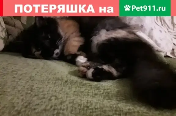 Пропала кошка Бегемот в Краснодаре