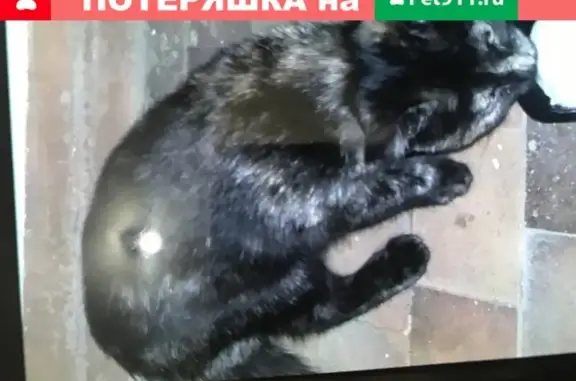 Найден котенок в Ижевске, Редукторный проезд, 11