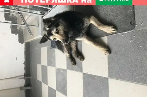 Ласковая собачка на Гаврикова улице (Москва)