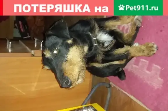 Найдена собака на Украинской ул., 3 (31 символ)