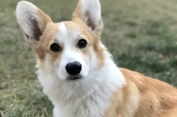 Собаки потеряшки, Старый Оскол, фото: Потеряшка собака в Старом Осколе на улице Покровской