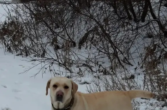 Найдена собака лабрадора на Верхней улице, Воронеж