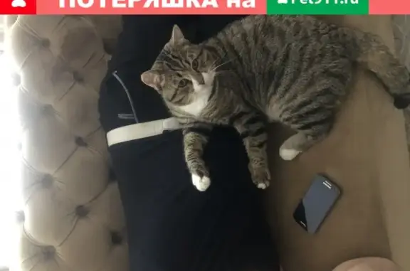Пропал кот Нафаня в Астрахани