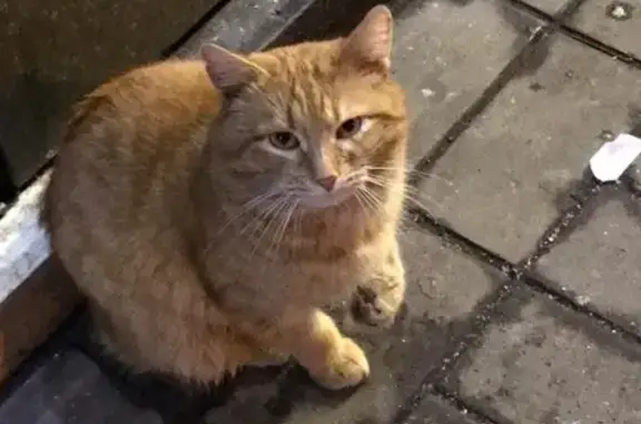 Найден рыжий кот у ТЦ в Мытищах