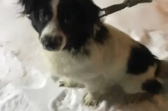 Потерянная домашняя собака на улице Лётчиков в Уфе
