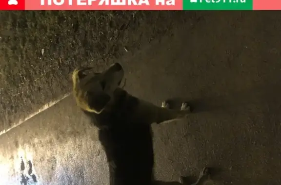 Собака найдена на Московском проспекте 212