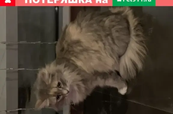 Найдена красивая кошка на Ленинградском шоссе