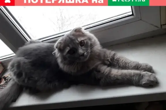 Пропала кошка на Вознесенской, дом 86, Сергиев Посад.