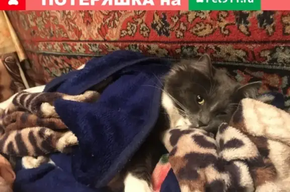 Пропала домашняя кошка на Дмитровском шоссе, Москва