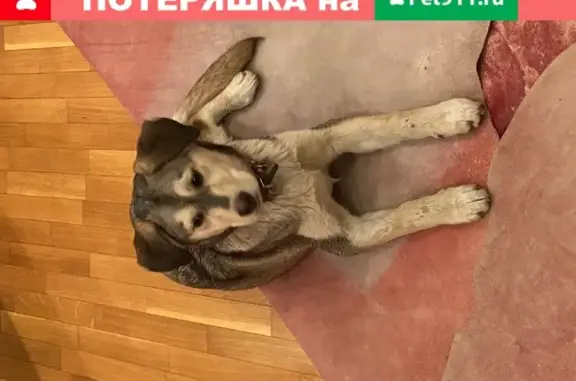 Найден щенок на улице Севастьянова, Сочи