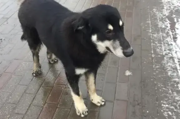 Найден пес на Очаковском шоссе, 34!