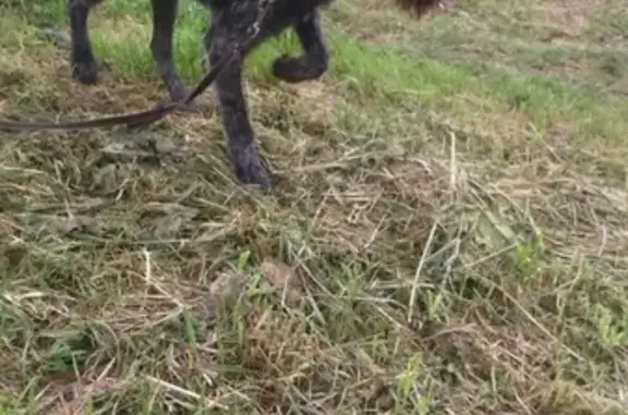 Пропала собака в Бабынинском районе, Калужская обл, деревня Харское