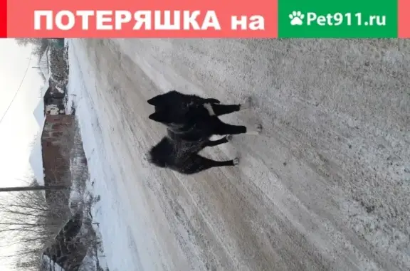 Найден крупный черный кобель в селе Печины, Рязанская область