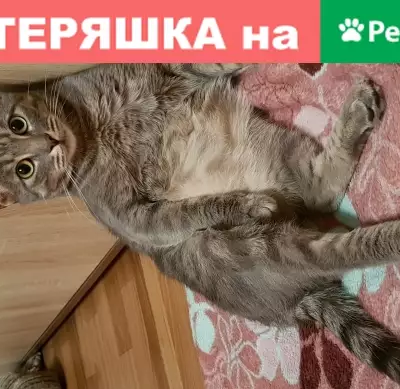 Пропал кот Тёма в районе улицы Ливанова, Ульяновск