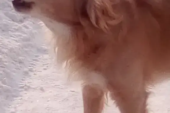 Найдена собака в 3-м комплексе, Набережные Челны