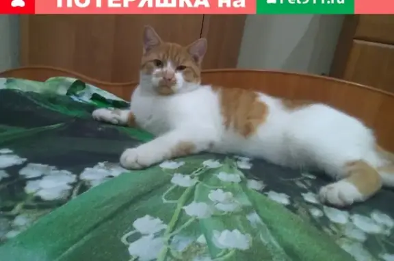 Пропал крупный кот в Черепаново (2 года)