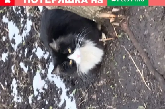 Найдена домашняя кошка на Алтуфьевском шоссе, дом 58б