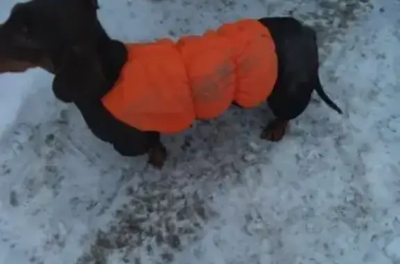 Собака такса найдена в Екатеринбурге