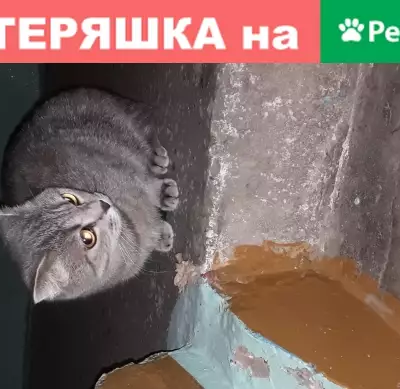 Найдена кошка на Попова 28, 3 подъезд, 5 этаж