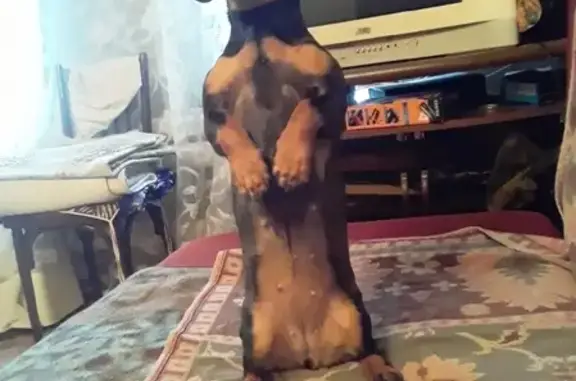 Собаки потеряшки, Нижний Новгород, фото: Потеряшка собака Буся на ул. Родионова