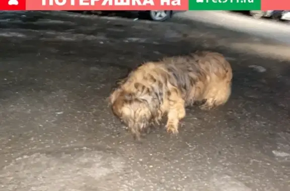 Найдена домашняя собака в Тарасовке, нужен хозяин!