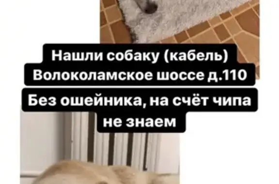 Собака Кабель найдена на Волоколамском шоссе (Москва)