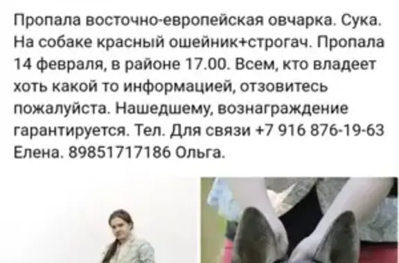 Пропала собака Рея в Южном Бутово, вознаграждение гарантировано