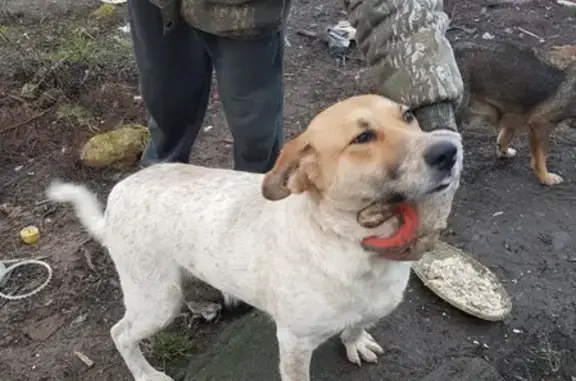 Пропала собака в Черняховске с биркой на ухе