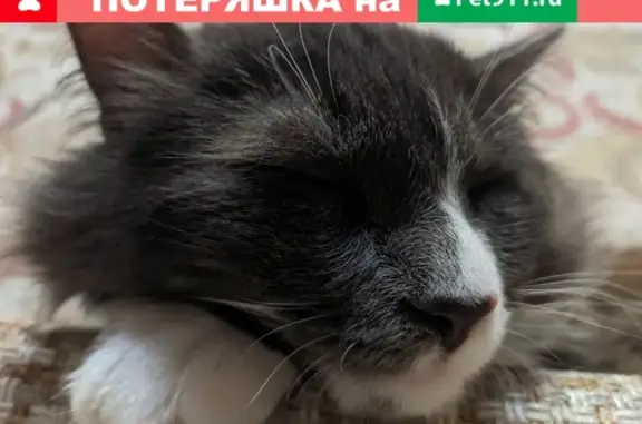 Кошки потеряшки, Санкт-Петербург, фото: Потеряшка кошка Марсик на ул. Шелгунова, 33