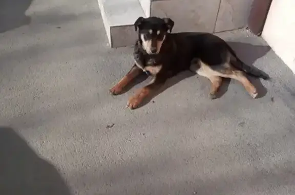 Собака найдена на ул. Заполярная в Славянском микрорайоне Краснодара