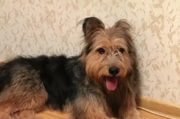 Найдена домашняя собака в Королёве