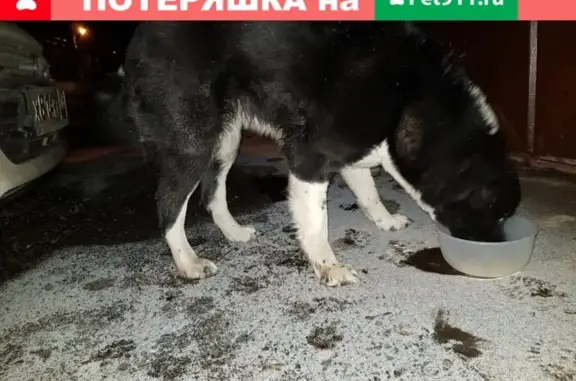Найдена добрая собака на Лесной улице, Пушкинский район