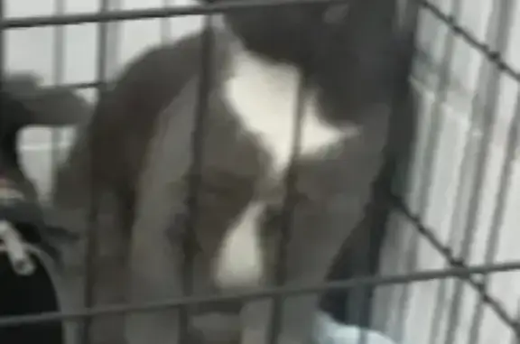 Найдена кошка на м.Звездной в СПб