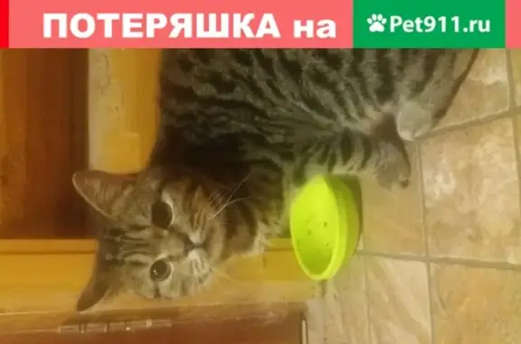 Найдена кошка в деревне Гремячки