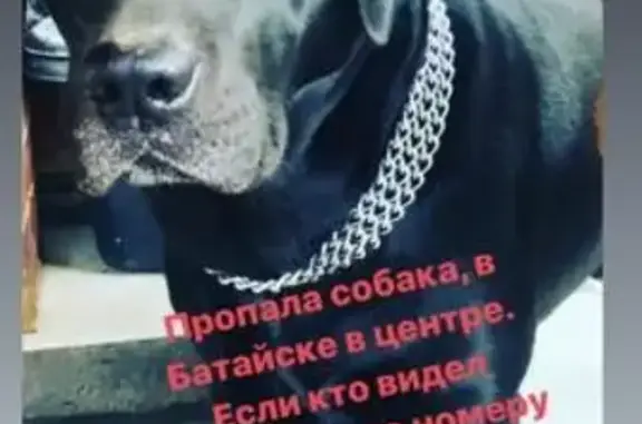 Пропала собака лабрадор на ул. Заводской, Батайск