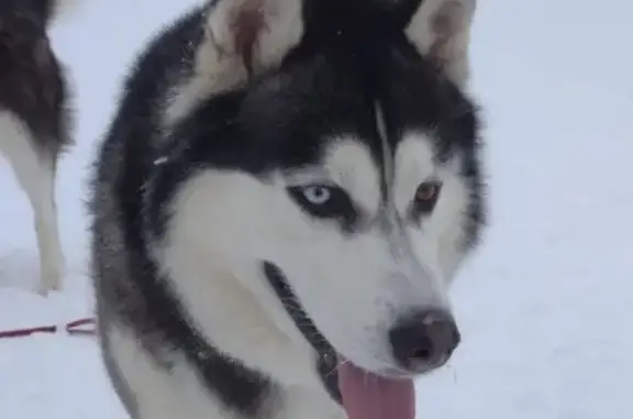 Собака Хаски найдена возле Конгрессхолла в Уфе
