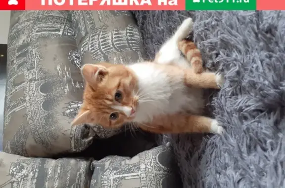Котенок найден на ул. Петрова 19
