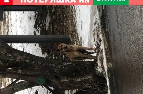 Собака найдена в Москве на 2-м Южнопортовом проезде 13с2