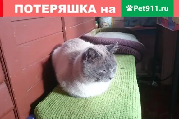 Найден взрослый кот в деревне Аксёново
