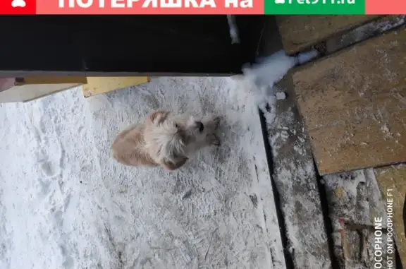 Найден замерзший пес на ул. Стрелочников
