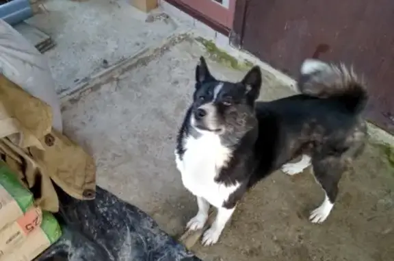 Найдена добрая собака Лайка в Калининградской области