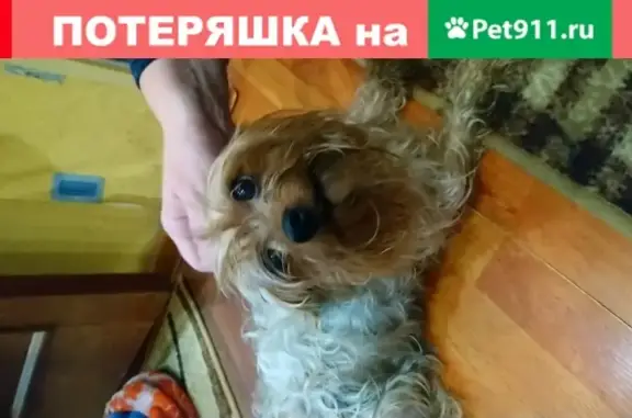 Найдена золотисто-серая собака на Медынской, 4к1